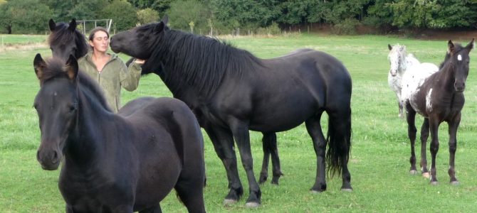 Veldenzer Bergfrieden: Mérens-Pferde, Esel, Zackelschafe