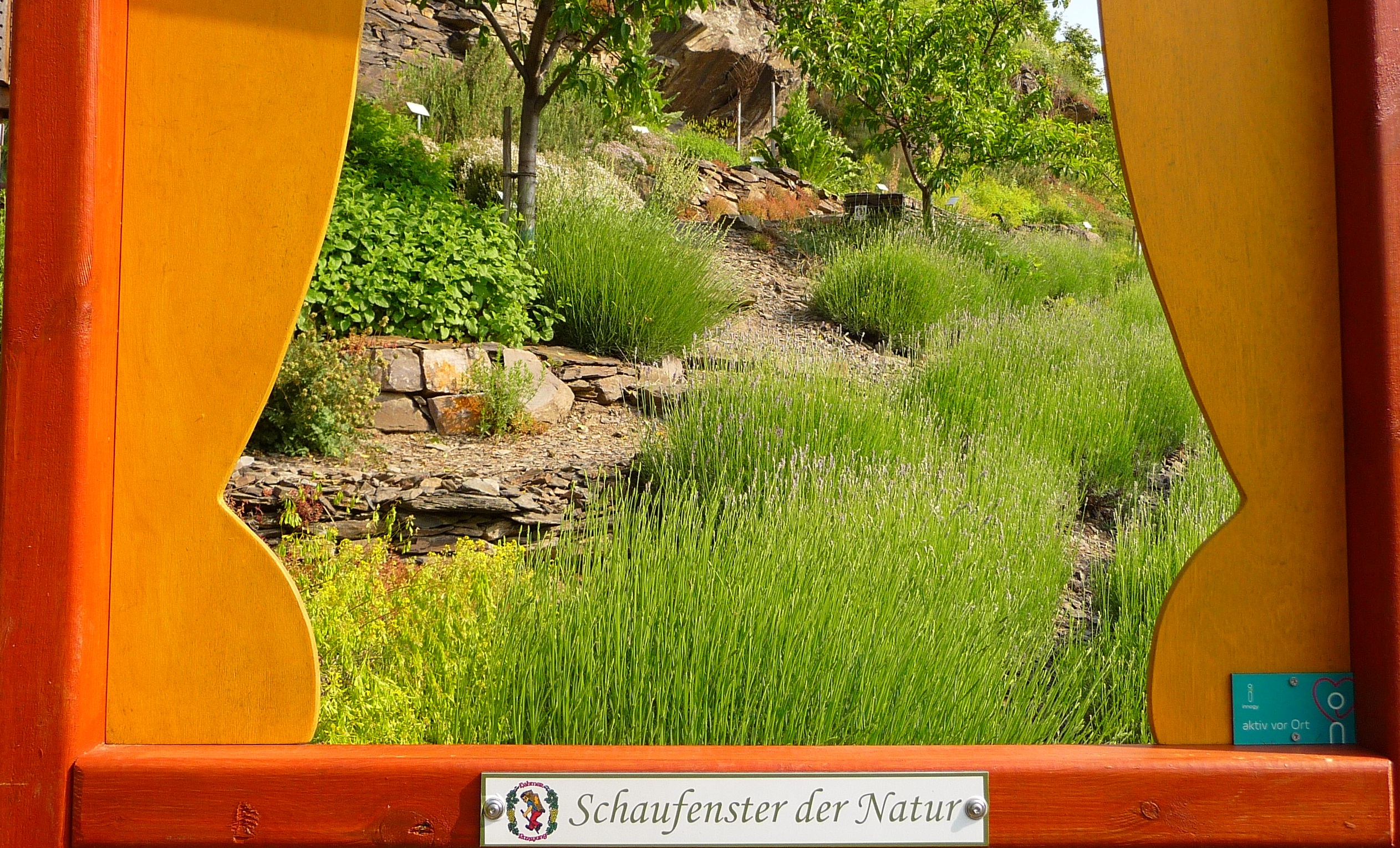 Lavendel statt Reben: So schön duftet der Razejungewingert