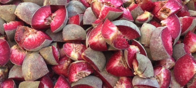 Was den roten Weinbergpfirsich so einzigartig macht – mit Rezept Was den roten Weinbergpfirsich so einzigartig macht – mit Rezept